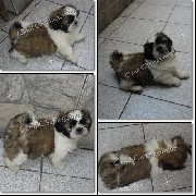 Shih-tzu - Yorkshire - Pinscher